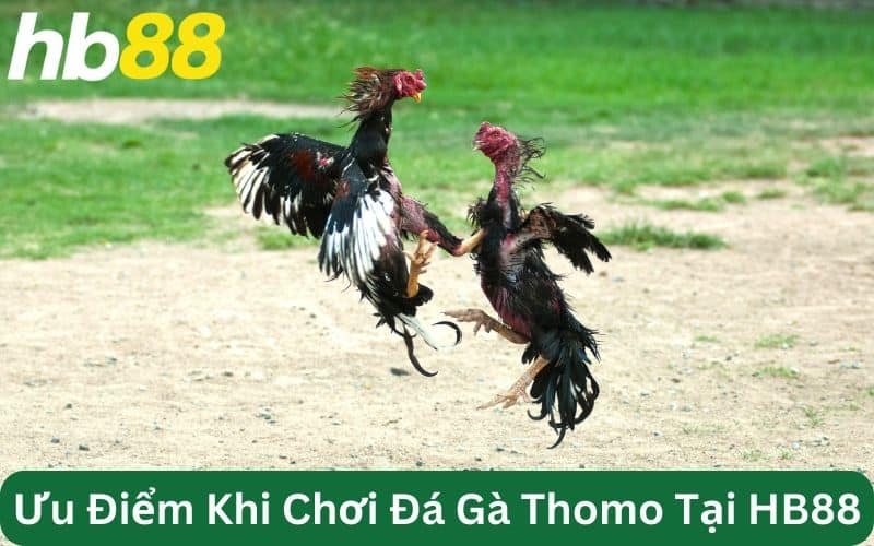 hướng dẫn chơi đá gà online HB88