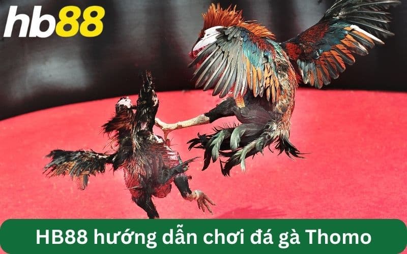 hướng dẫn chơi đá gà Thomo HB88