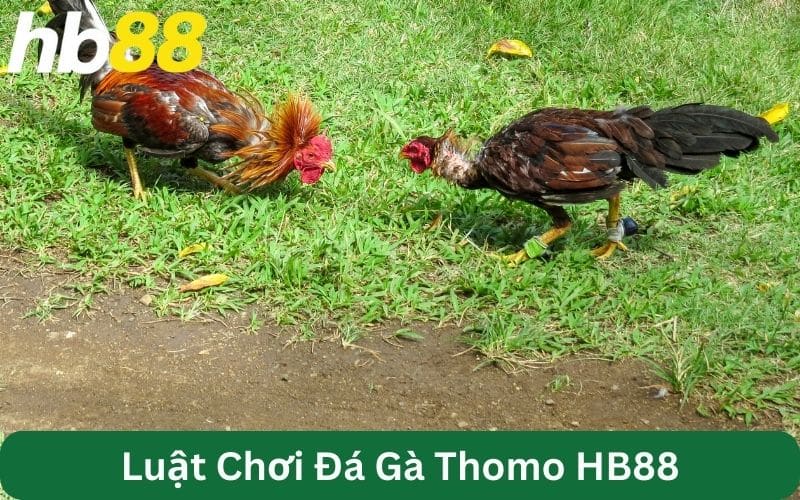 đá gà Thomo tại nhà cái uy tín HB88